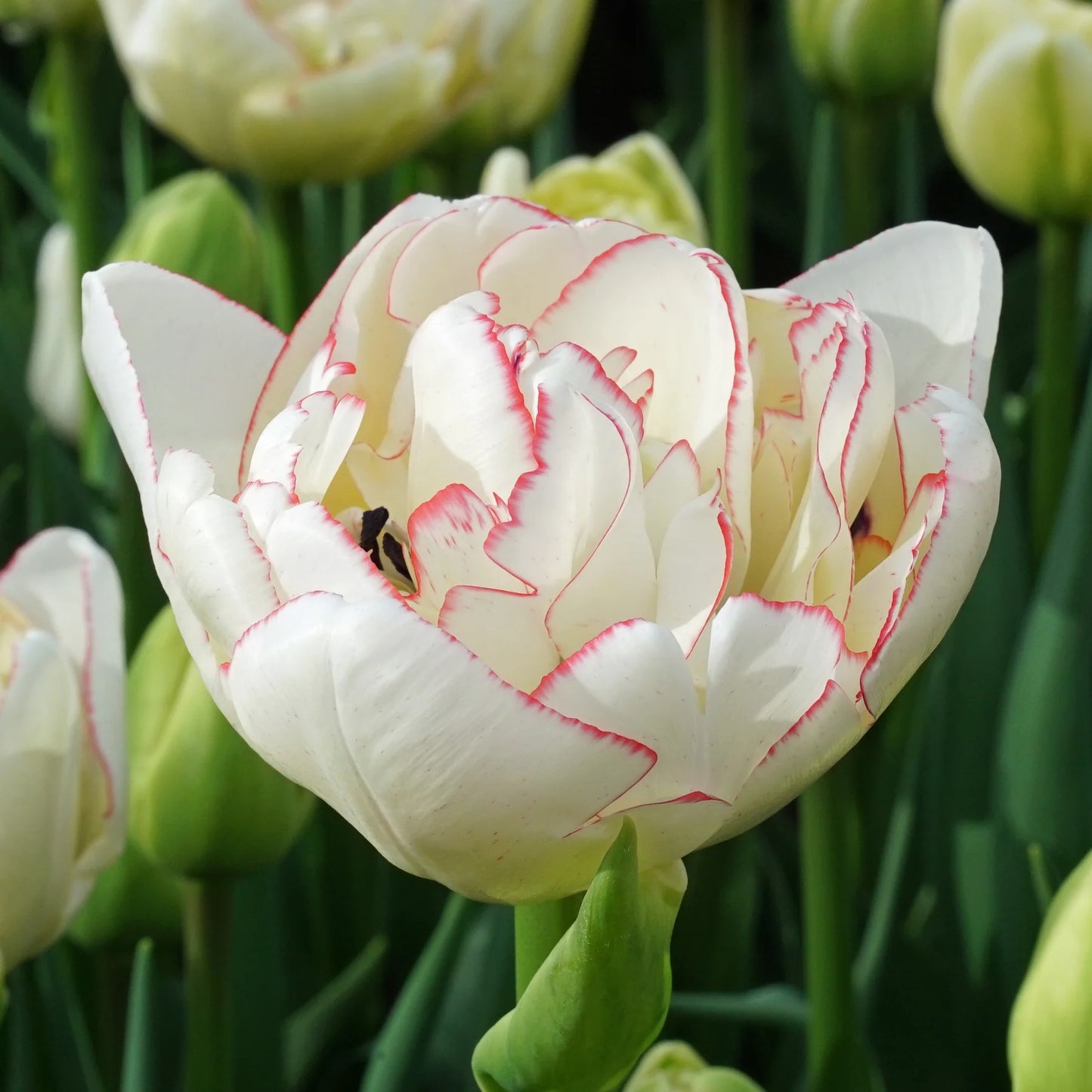 Wild Romance Tulip Seeds