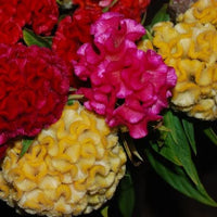 Chief Mix – Celosia Seed