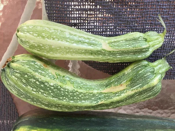 Zucchini- Costata Romanesco