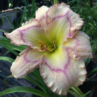 Subtle Nuance Reblooming Daylily