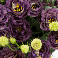 Rosanne Black Pearl Lisianthus