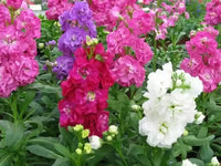 Stock Matthiola Incana Double Mixed Color Flower Seeds