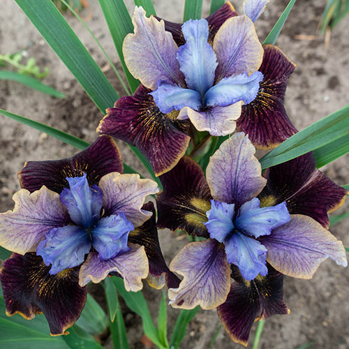 Black Joker Siberian Iris