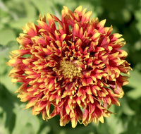 Gaillardia Finest Mixed Color Seeds