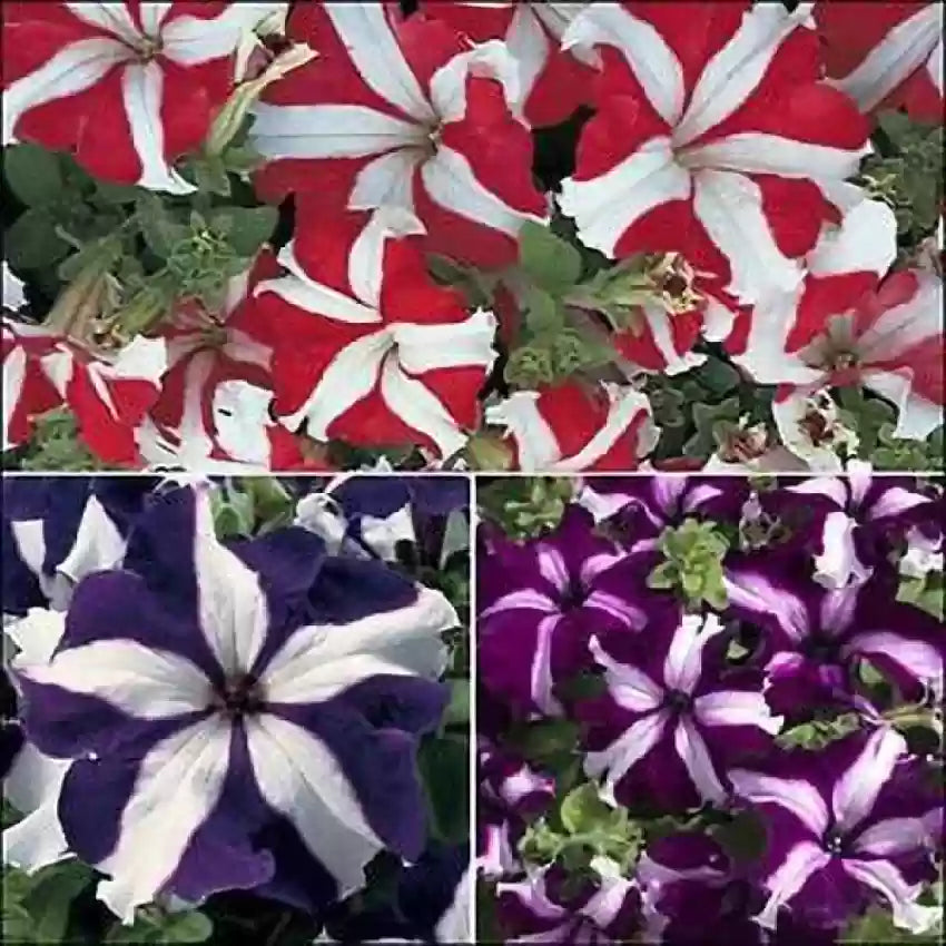 Petunia Ultra Star Flower Seeds