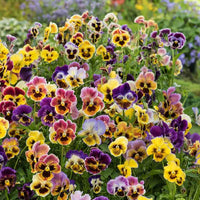 Frizzle Sizzle Mini Tapestry – Viola Seed