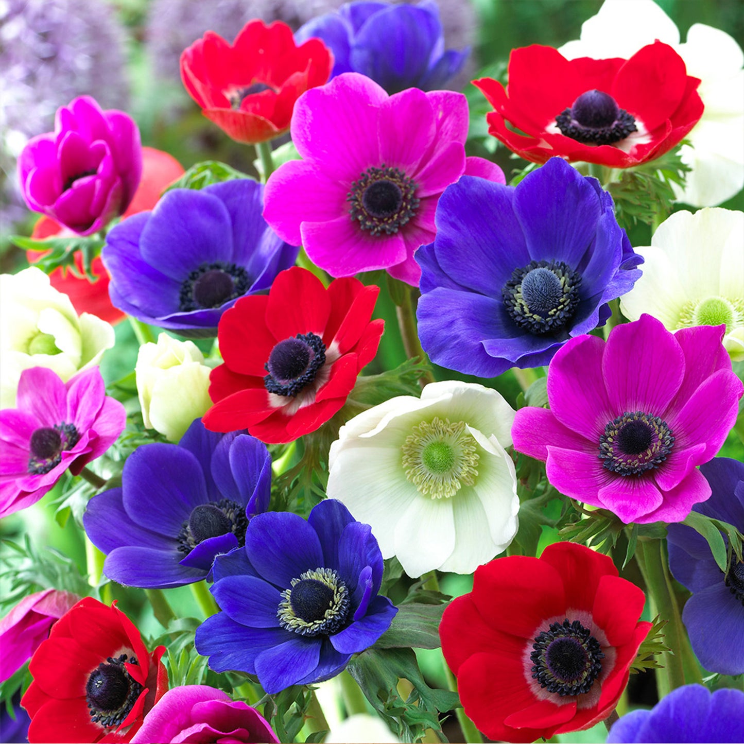 Anemone- De Caen Mixed