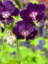 Raven Everblooming Hardy Geranium