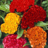 Cockscomb Mixed Color Seeds