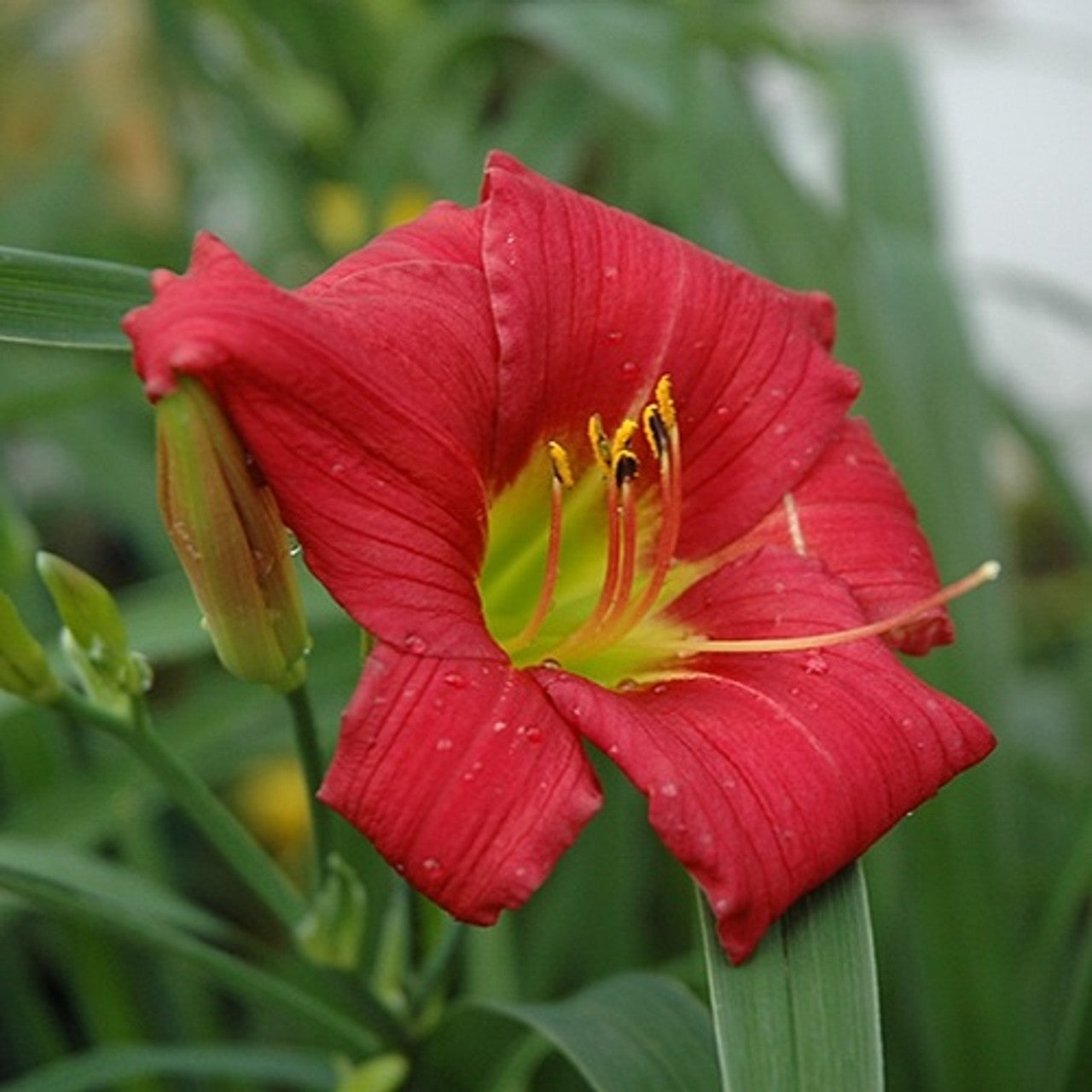 Little Business Reblooming Dwarf Daylily