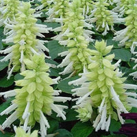 Salvia Salsa White Flower Seeds