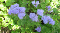 Blue Horizon – Ageratum Seed