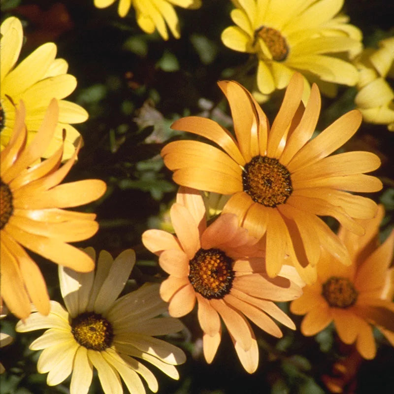 Osteospermum Dimorphotheca Mixed Color Flower Seeds