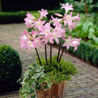 Belladonna Lily- Pink