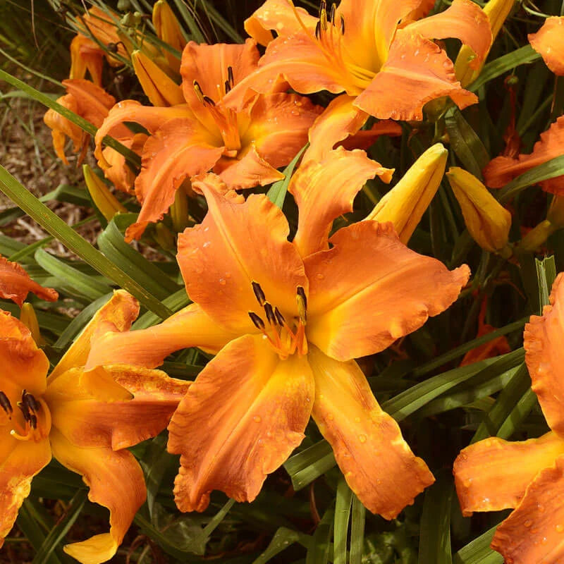 Primal Scream Daylily