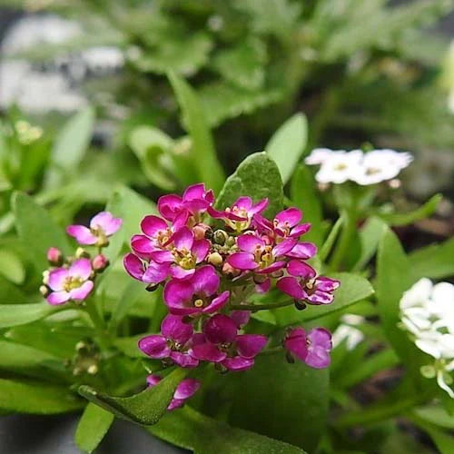 Alyssum Rosie O Day Seeds