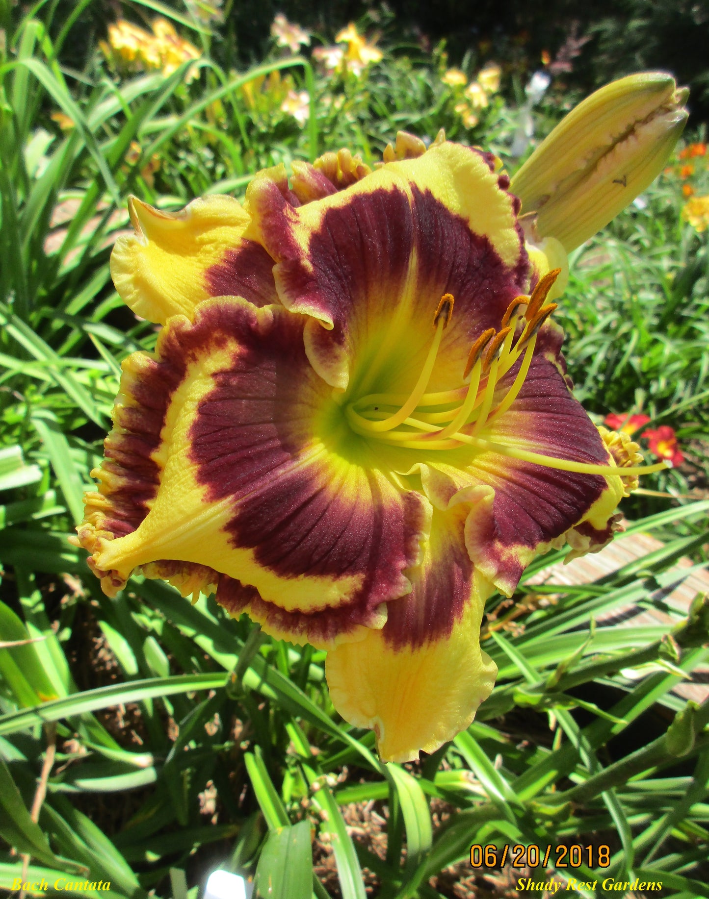 Bach Cantata Reblooming Daylily