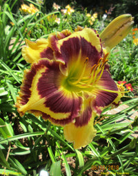 Bach Cantata Reblooming Daylily