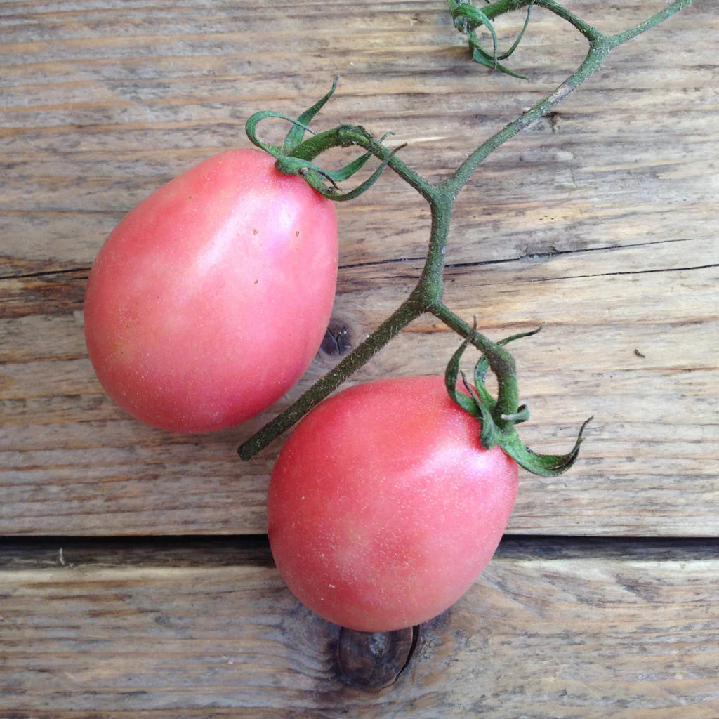 Tomato- Thai Pink Egg