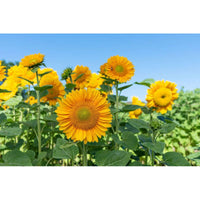 Sunrich Gold – Sunflower Seed