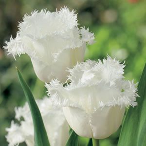 Tulip Honeymoon White Bulbs