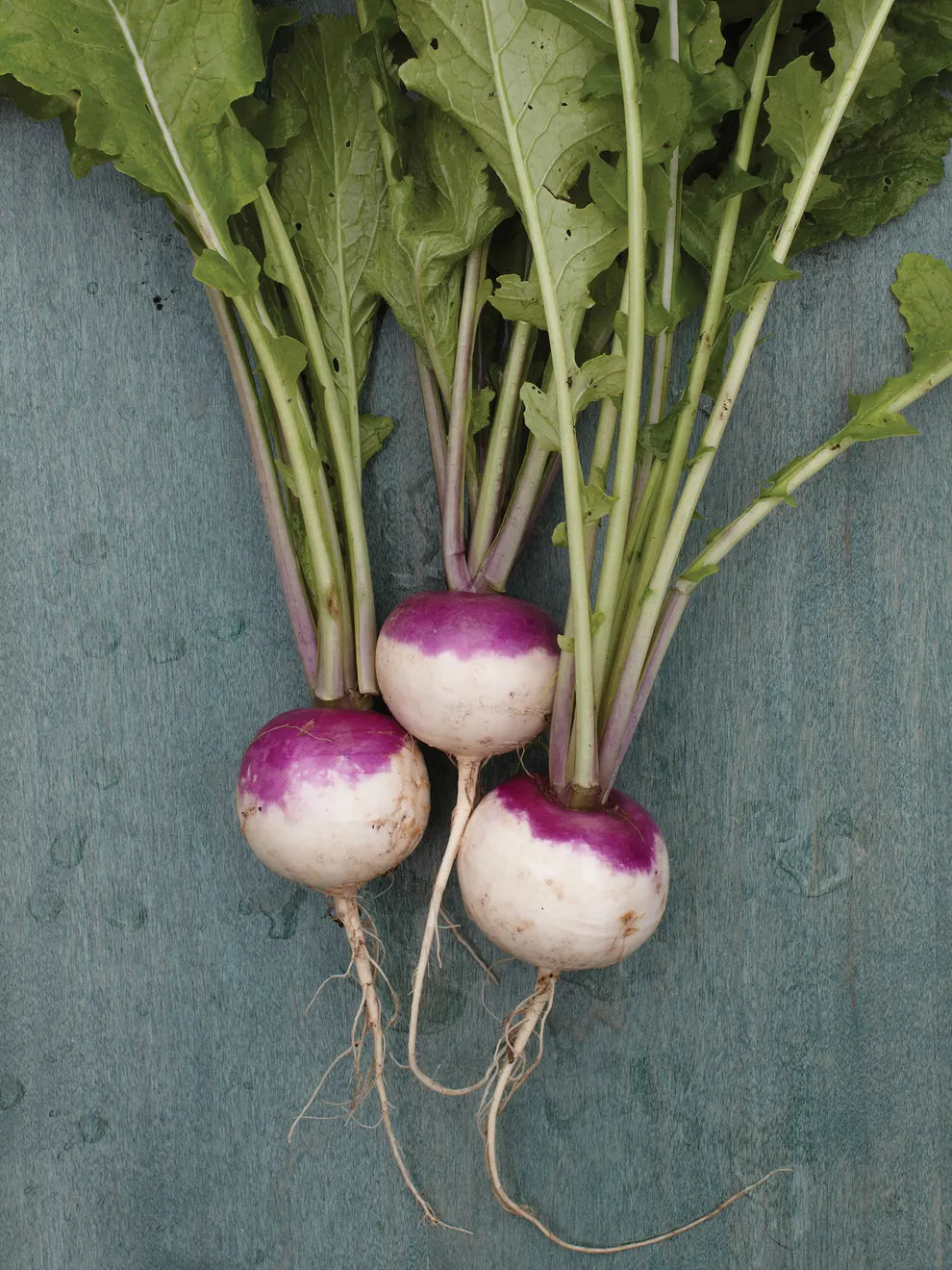 Turnip- Purple Top White Globe