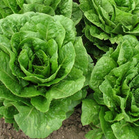 Lettuce Salad Crisp Head Great Lakes Green Vegetable Seeds