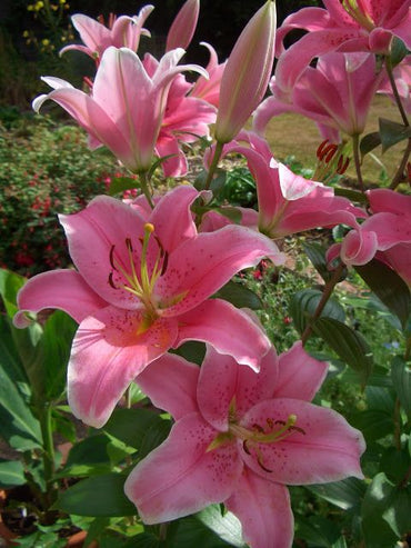 Lily Albufeira Pink White Bulb