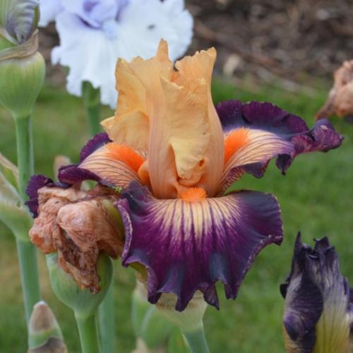 Undercurrent Bearded Iris