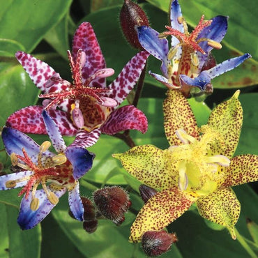 Toad Lily Mixture