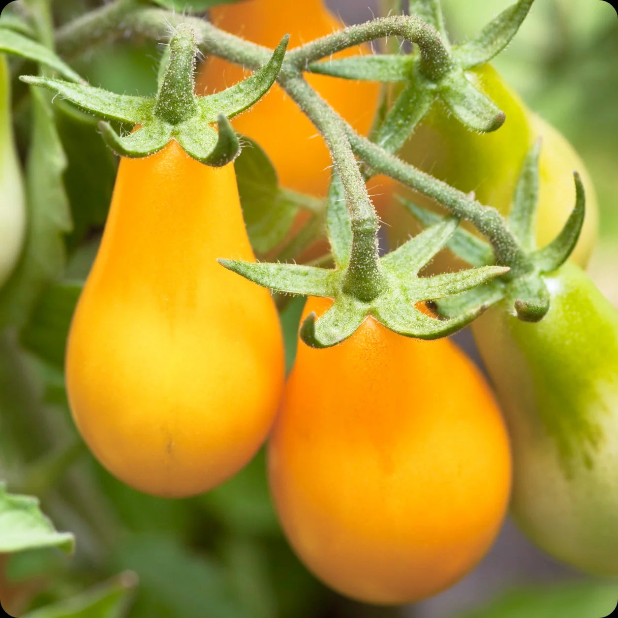 Yellow Pear – Tomato Seed