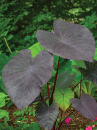 Black Magic Elephant Ear