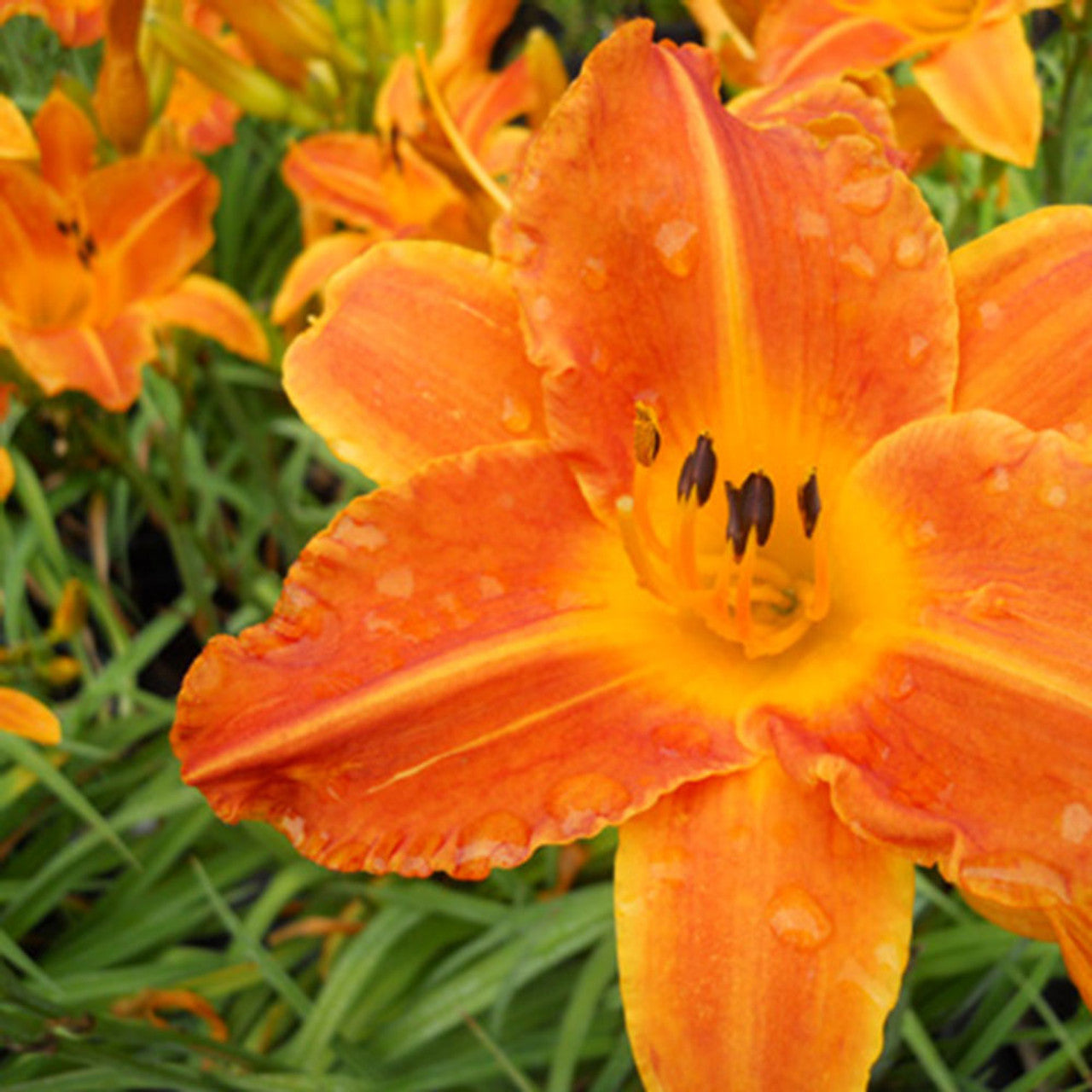 Bright Sunset Daylily