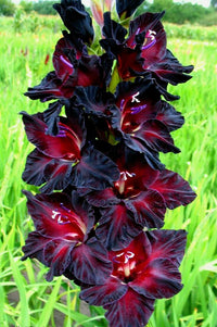 Black Sea Gladiolus