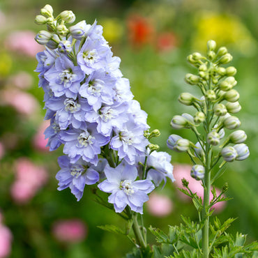 Guardian Lavender – Delphinium Seed