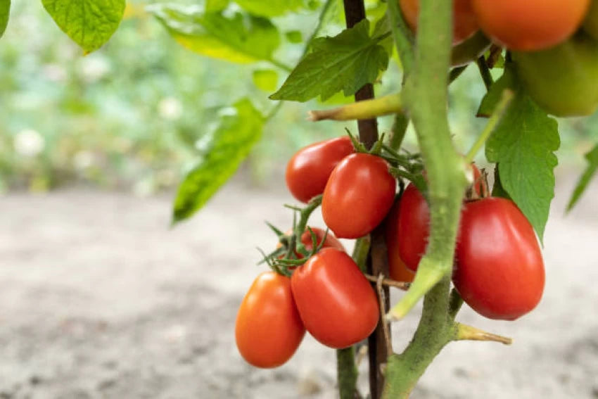 Verona – Organic Tomato Seed