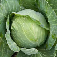 Cabbage Special Pride Vegetable Seeds