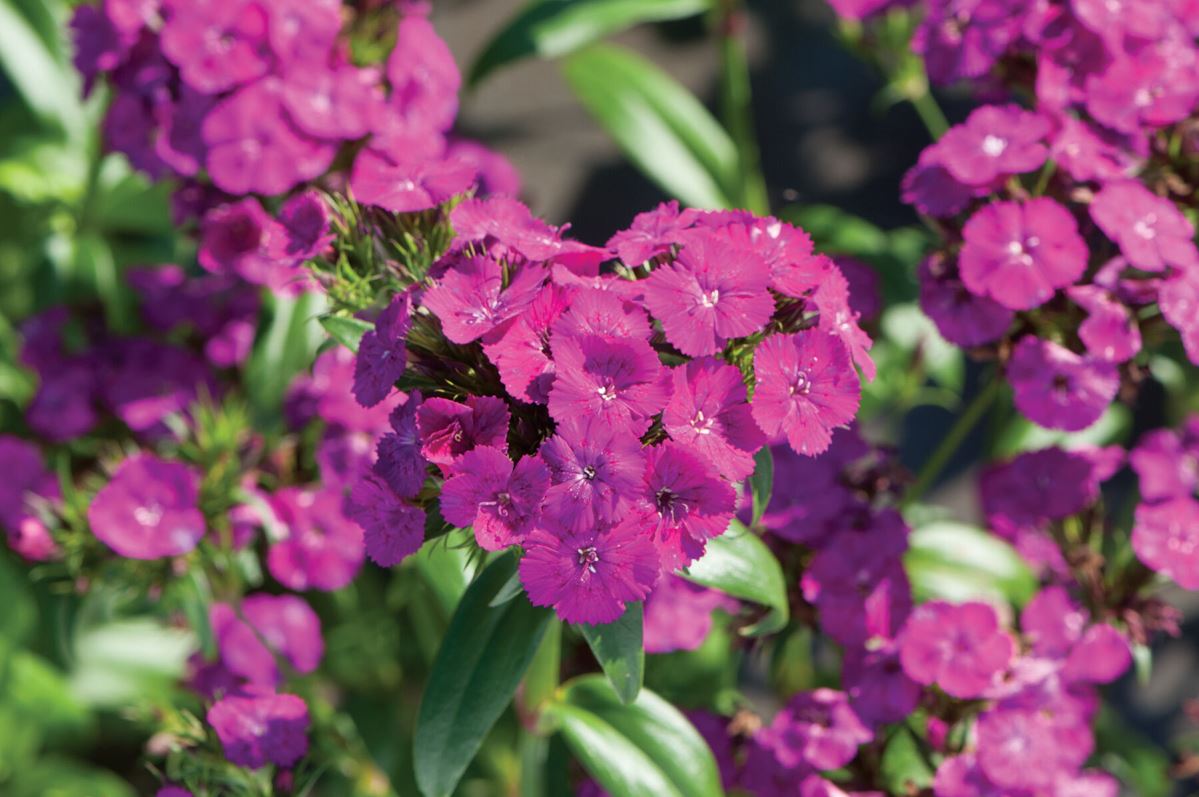 Amazon Neon Purple Dianthus Seed