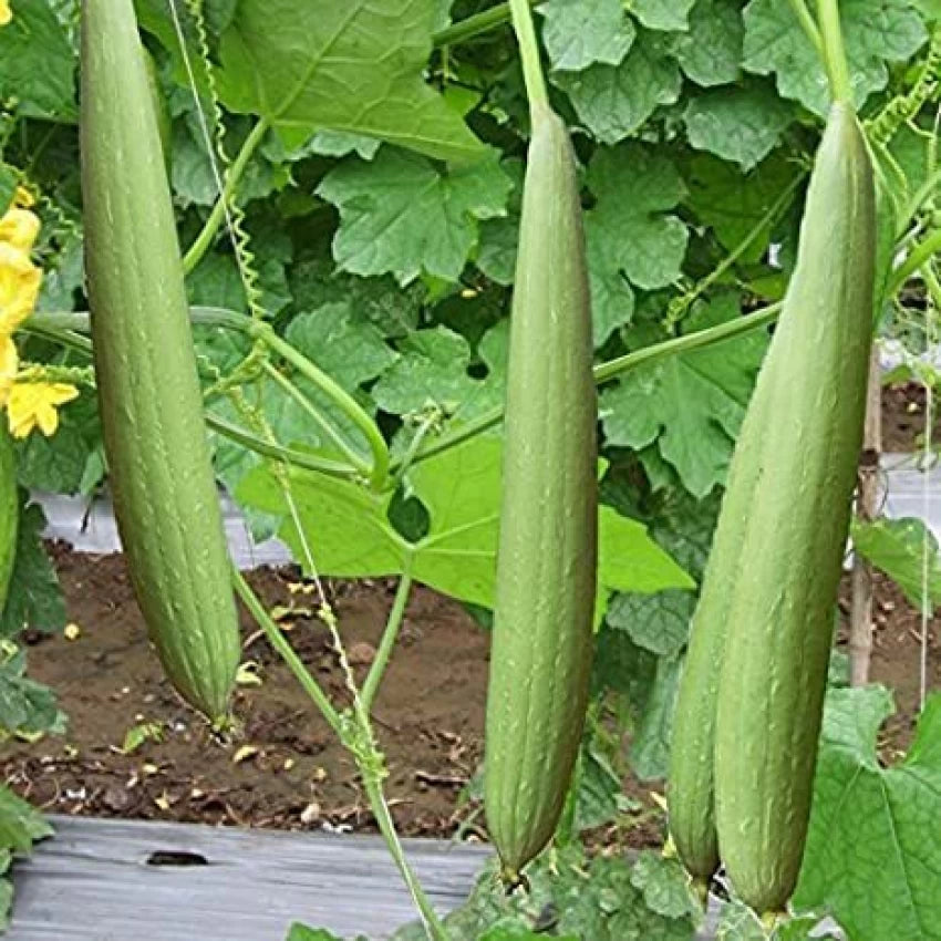 Sponge Gourd Chikni Turai Vegetable Seeds