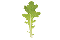 Bolsachica – Organic Lettuce Seed