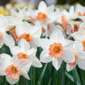 Daffodil Spring Pride Salome White Orange Bulb