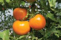 Beorange – Tomato Seed