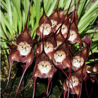 Garden Seeds Flower Monkey Face Orchids Seeds Multiple