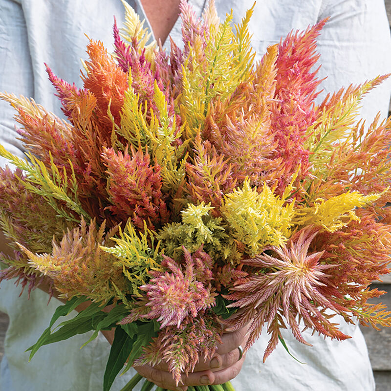 Shimmer – Organic Celosia Seed