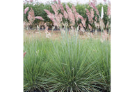 Savannah Grass – Ornamental Grass Seed