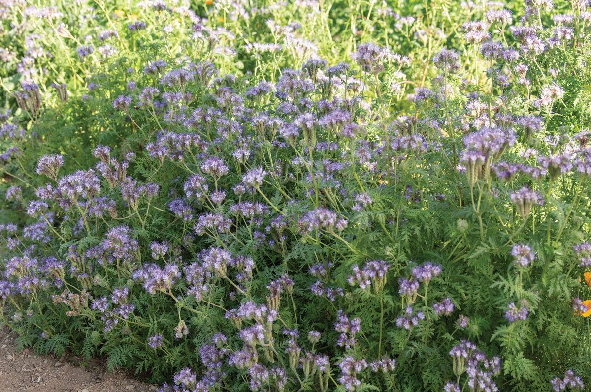 Phacelia – Flower Seed