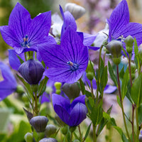 Blue Balloon Flower