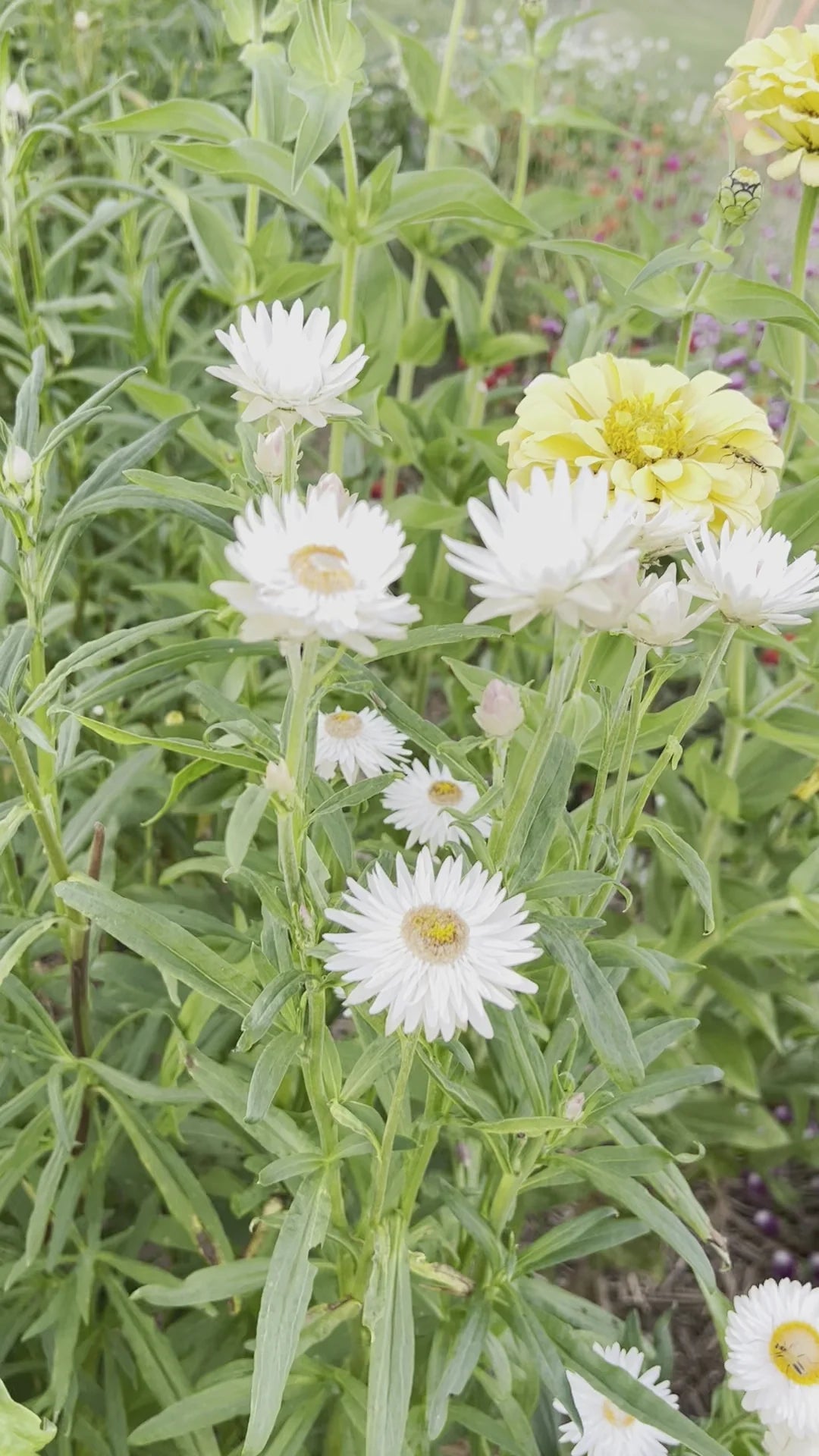 Creamy White – Strawflower Seed