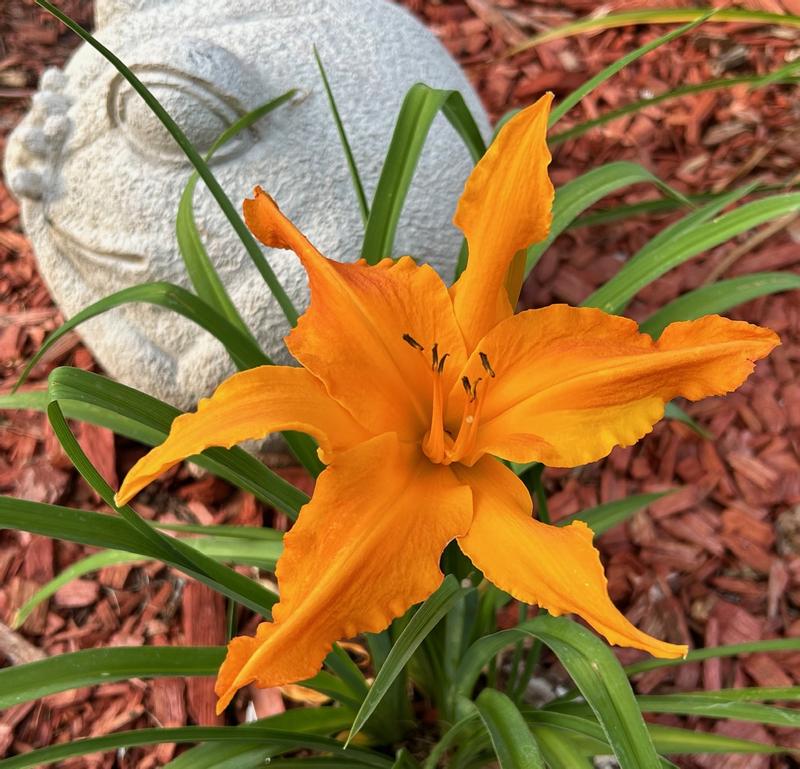 Primal Scream Daylily