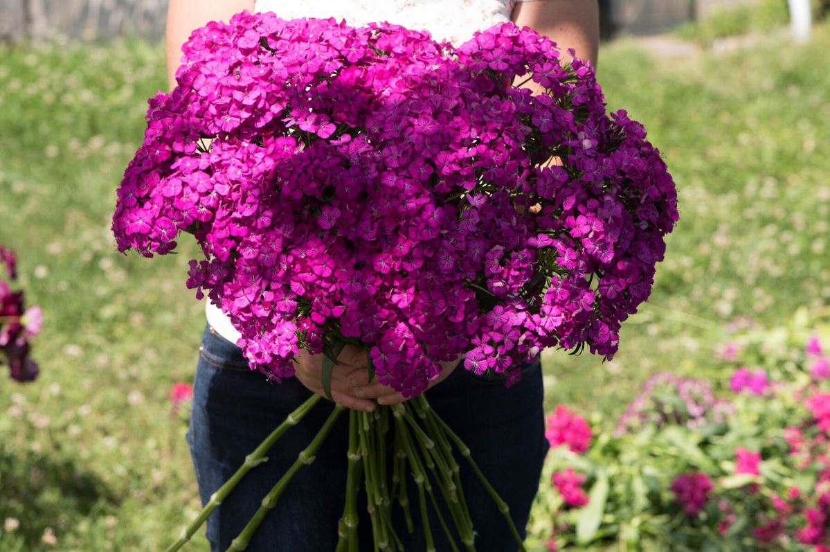 Amazon Neon Purple Dianthus Seed